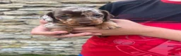Miniature Dachshund dogs for sale: Miniature Daschshund Puppies Ready to go now - Advert 9