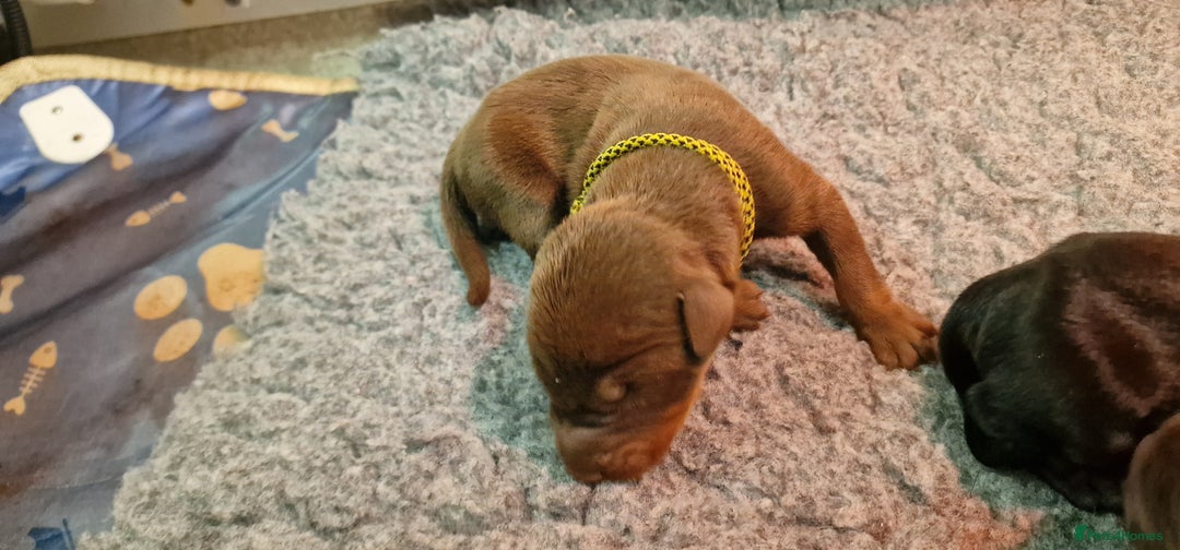 Dobermann dogs for sale: Top line doberman puppies - Image 23