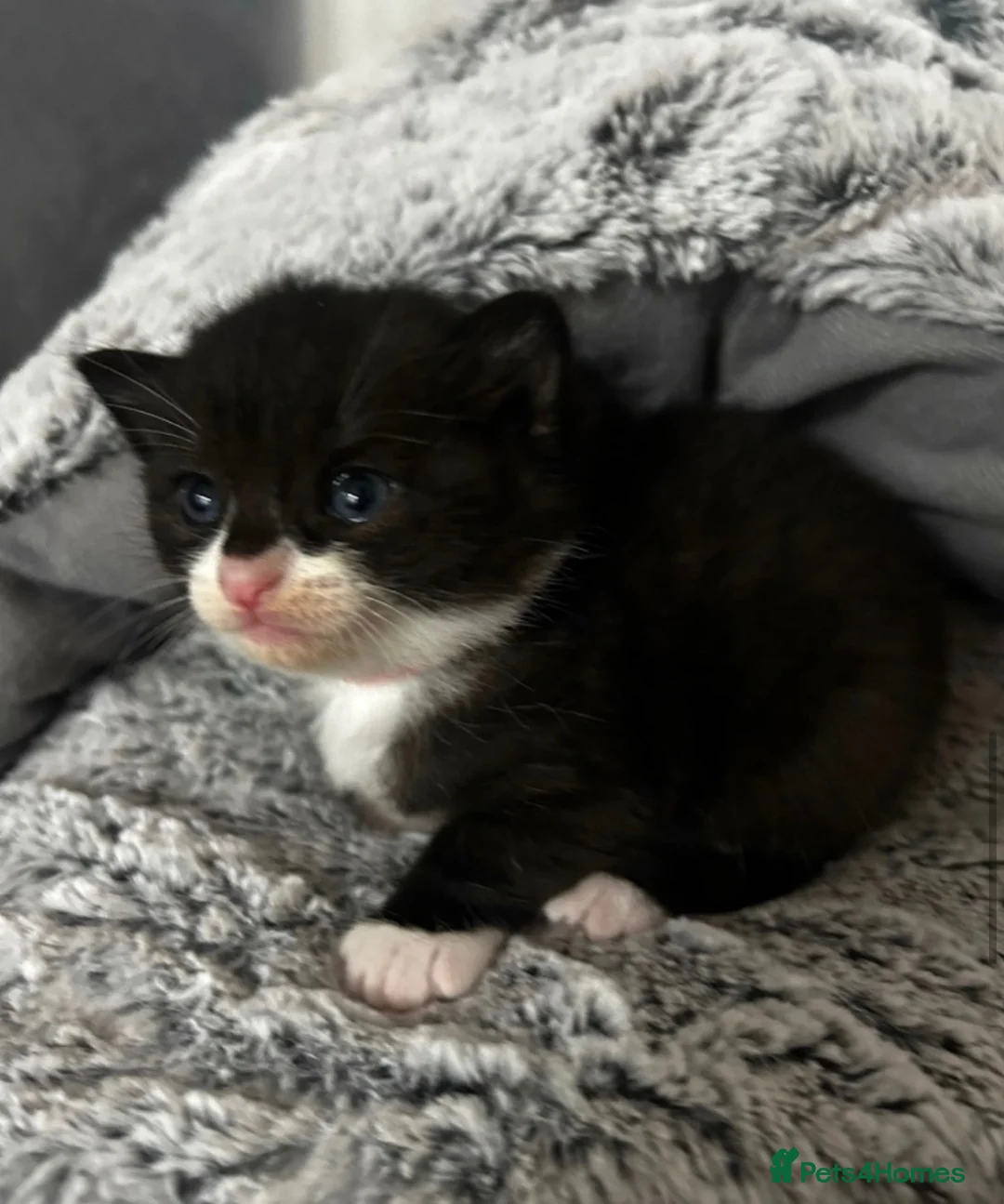British Shorthair cats for sale: 🐾 10 Adorable Kittens - girls & boys in Exeter - Advert 2