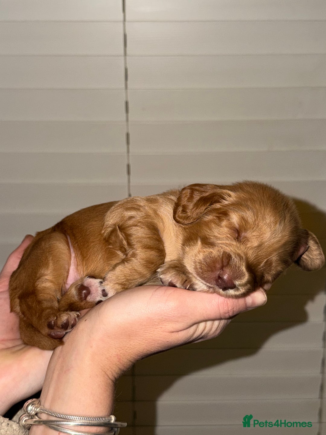 Sprocker dogs for sale: Sprocker pups  - Advert 4