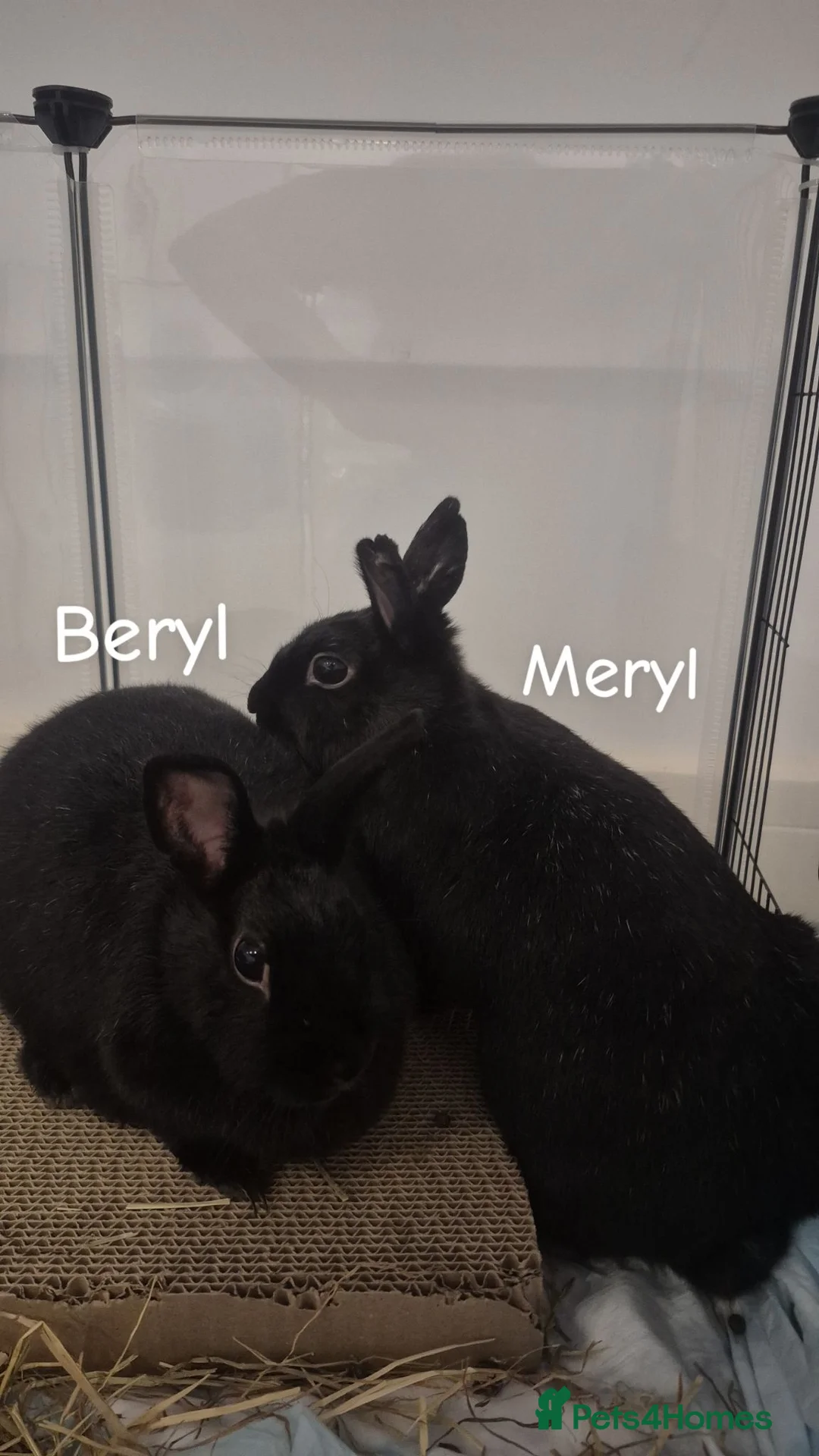 Mixed Breed rabbits for sale: Range of rabbits available  in Manchester - Advert 5