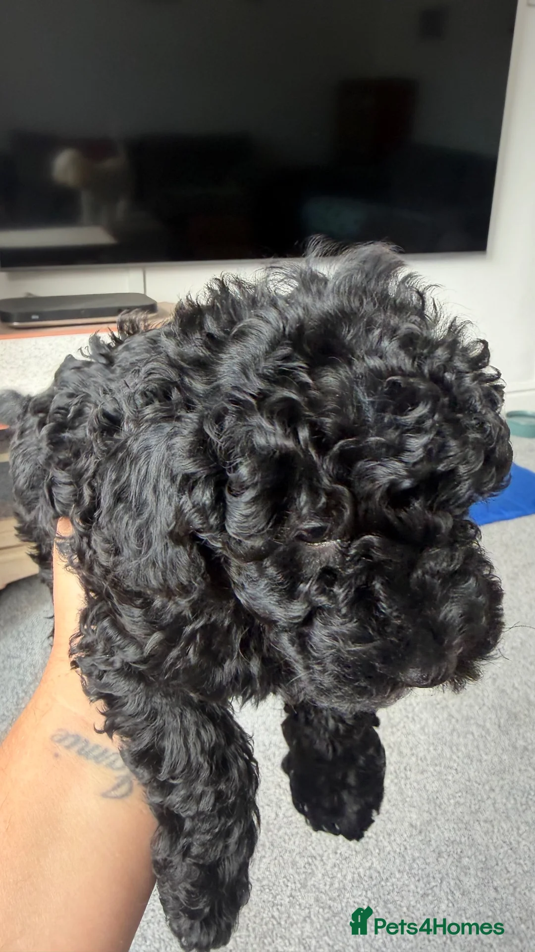 Schnoodle dogs for sale: Adorable Schnoodle puppy  - Advert 2