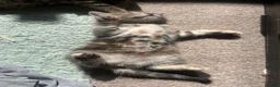 Mixed Breed cats for sale: Beautiful Tabby Kittens - Advert 17