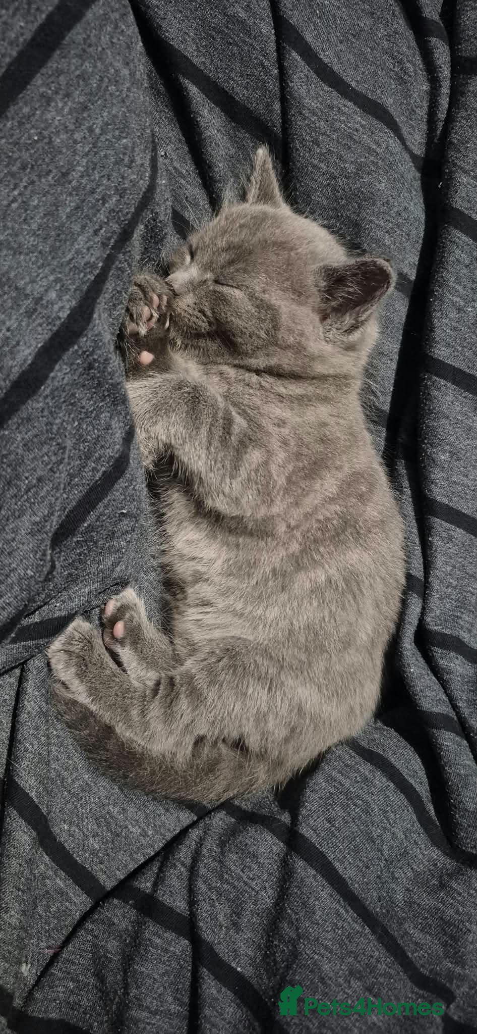 Mixed Breed cats Gorgeous grey kitten - Advert 1