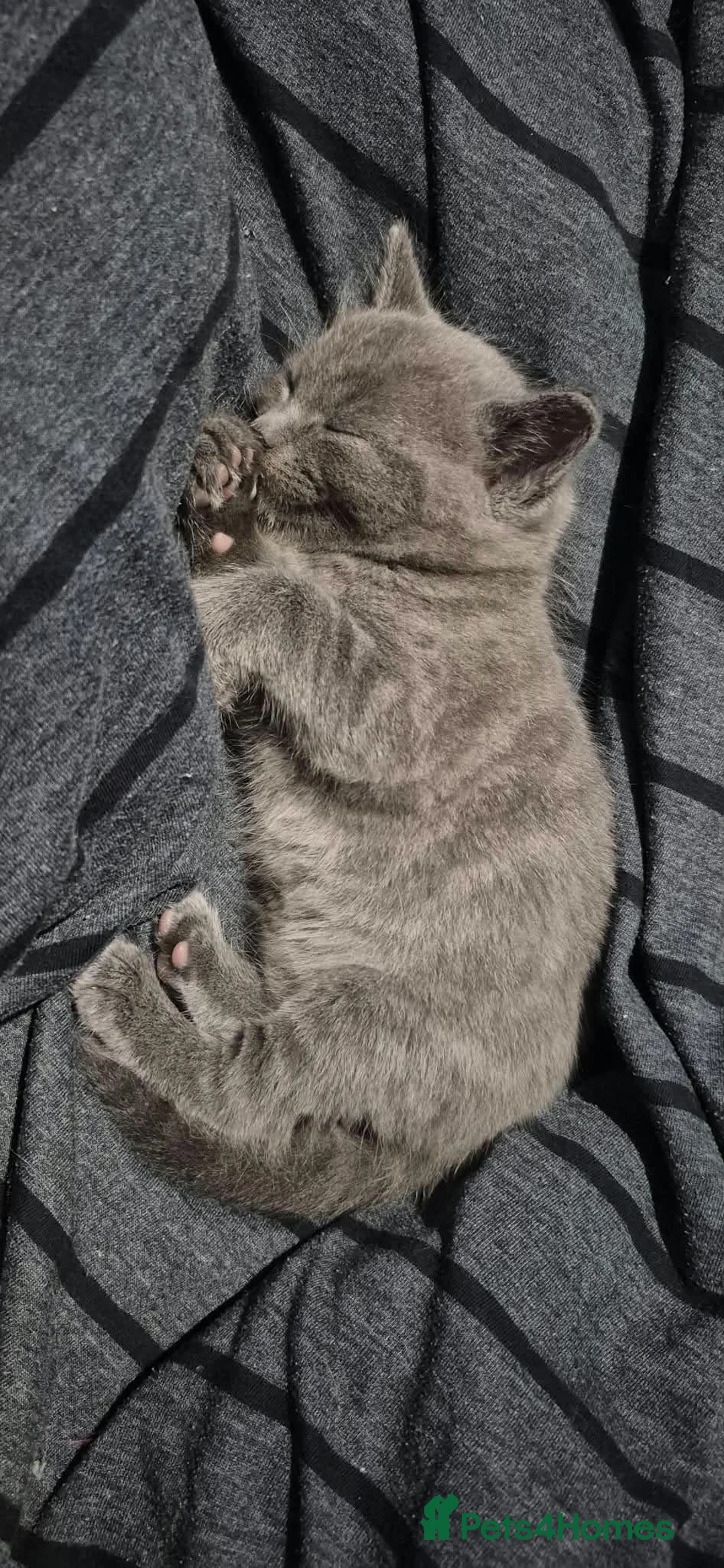Mixed Breed cats for sale: Gorgeous grey kitten - Advert 1