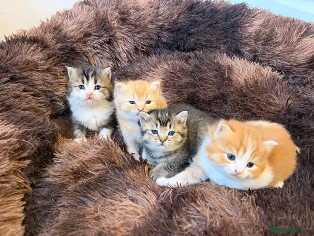 British Longhair cats 4 Gorgeous Fluffy Kittens Ginger Boys Tabby Girls - Advert 3