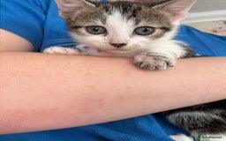 British Shorthair cats for sale: Kittens  - Image 1