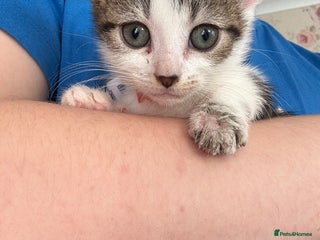 British Shorthair cats - Advert 33