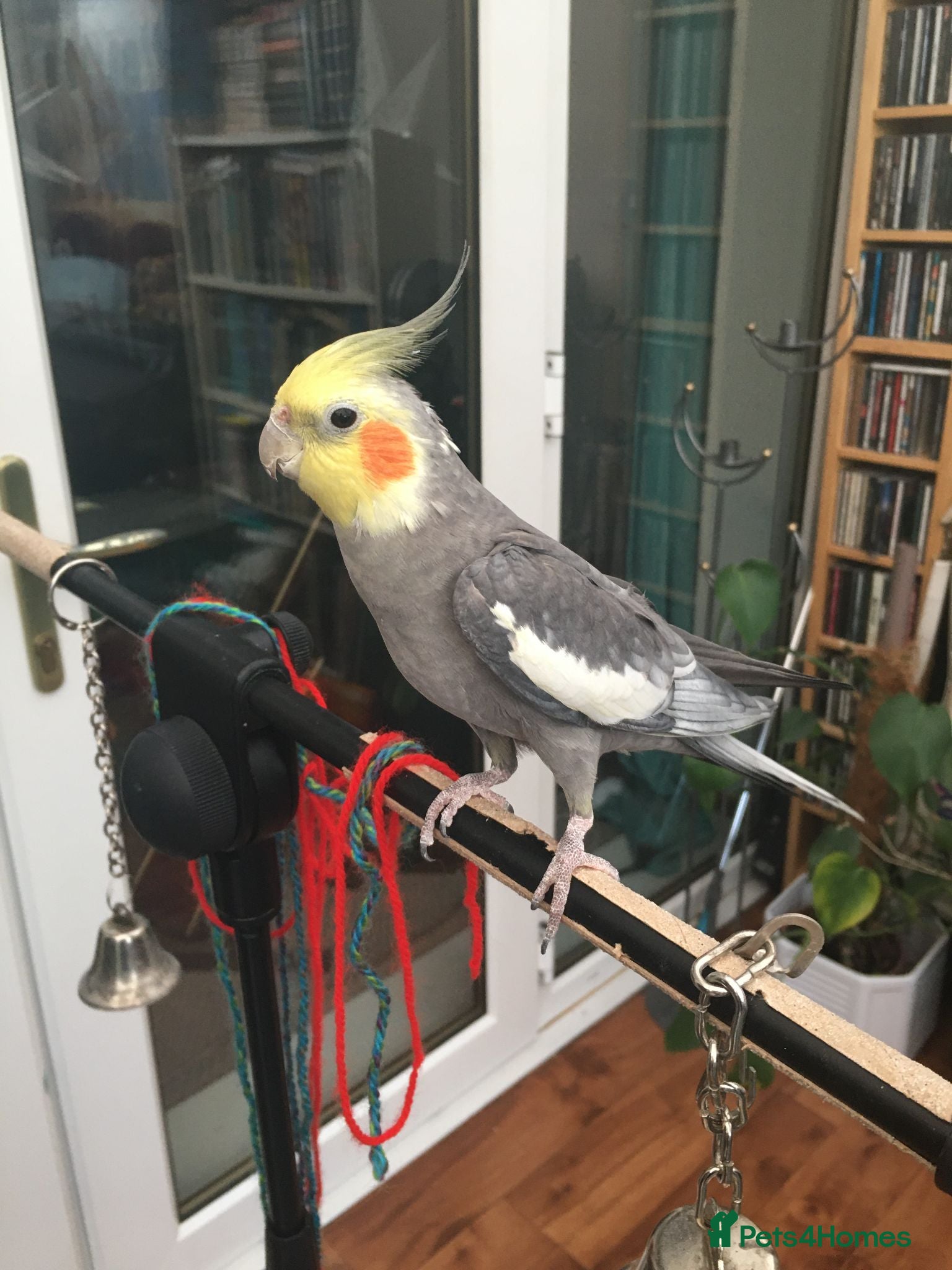 Cockatiels birds 10yr old male cockatiel - Sora (urgent rehoming) - Advert 4