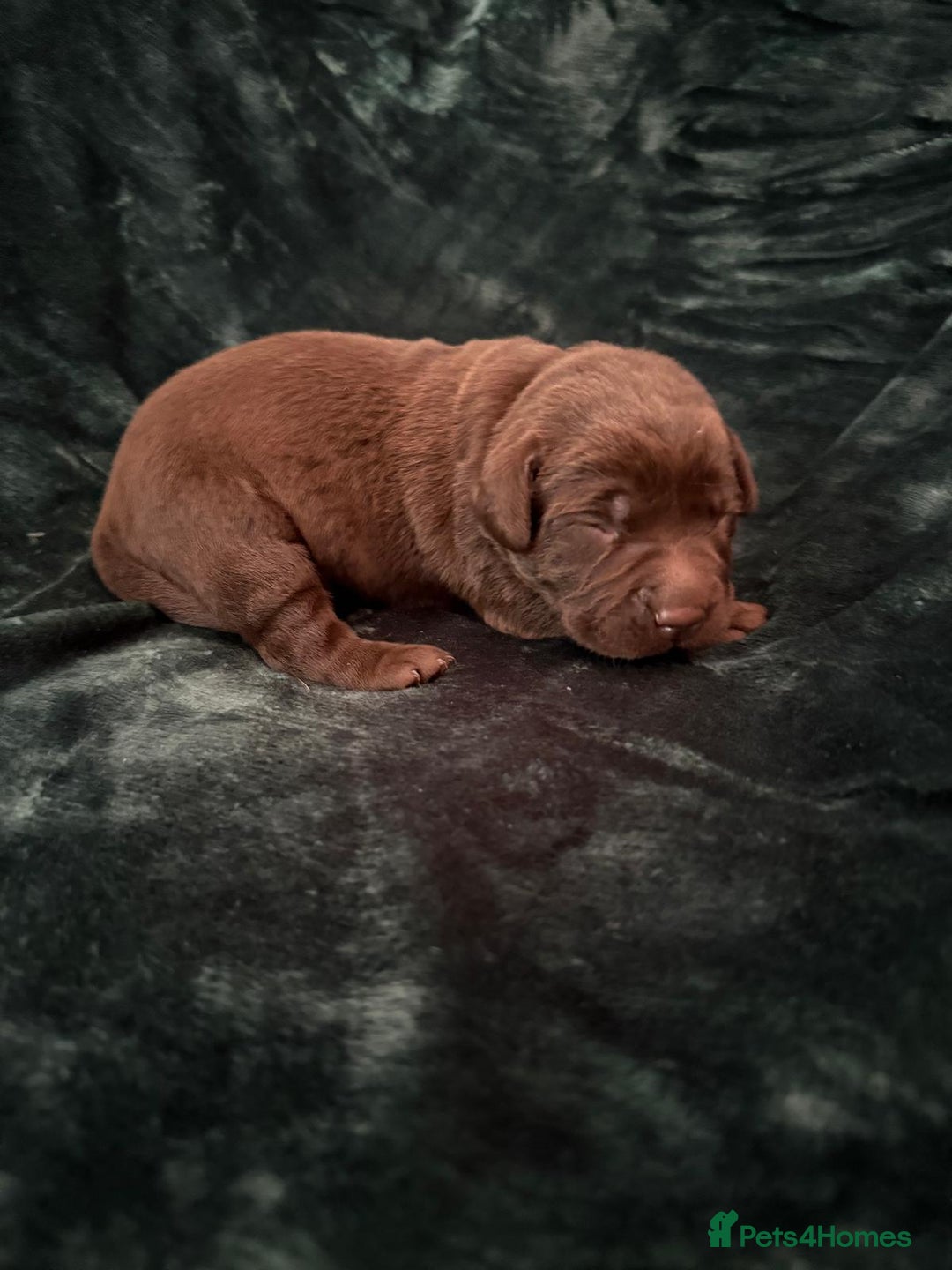 Labrador Retriever dogs for sale: Beautiful Chocolate Labrador Puppies  - Advert 11