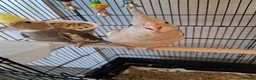 Cockatiels birds for sale: Hand reared baby cocktails very tame lovely birds  - Advert 10