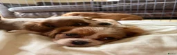 Cavalier King Charles Spaniel dogs for sale: 6 Beautiful Cavalier King Charles Spaniels  - Advert 3