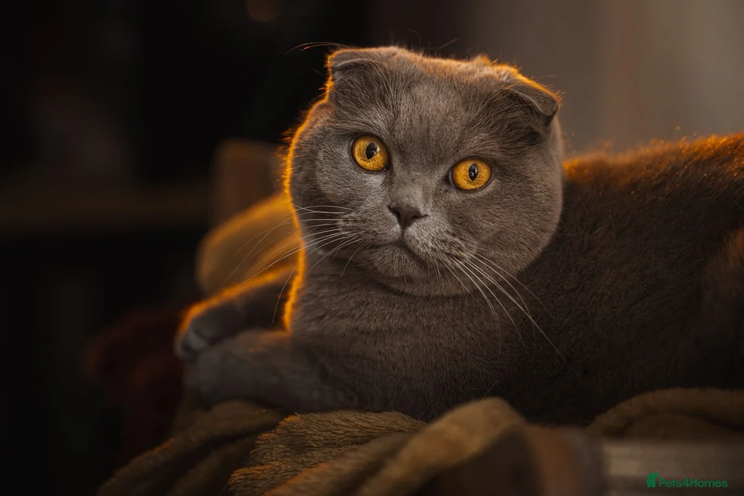 British Shorthair cats for sale: Miso - 3 Year Old Neutered Male Cat in London - Advert 6