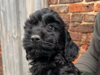 Cockapoo dogs Cockapoo puppies - Advert 3