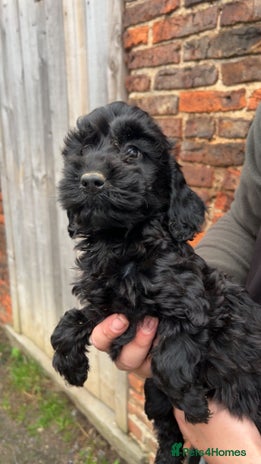 Cockapoo dogs Cockapoo puppies - Advert 9