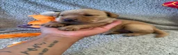 Labrador Retriever dogs for sale: 🐾1 Stunning Labrador Puppy left 👀 🏡 🐾 - Advert 19