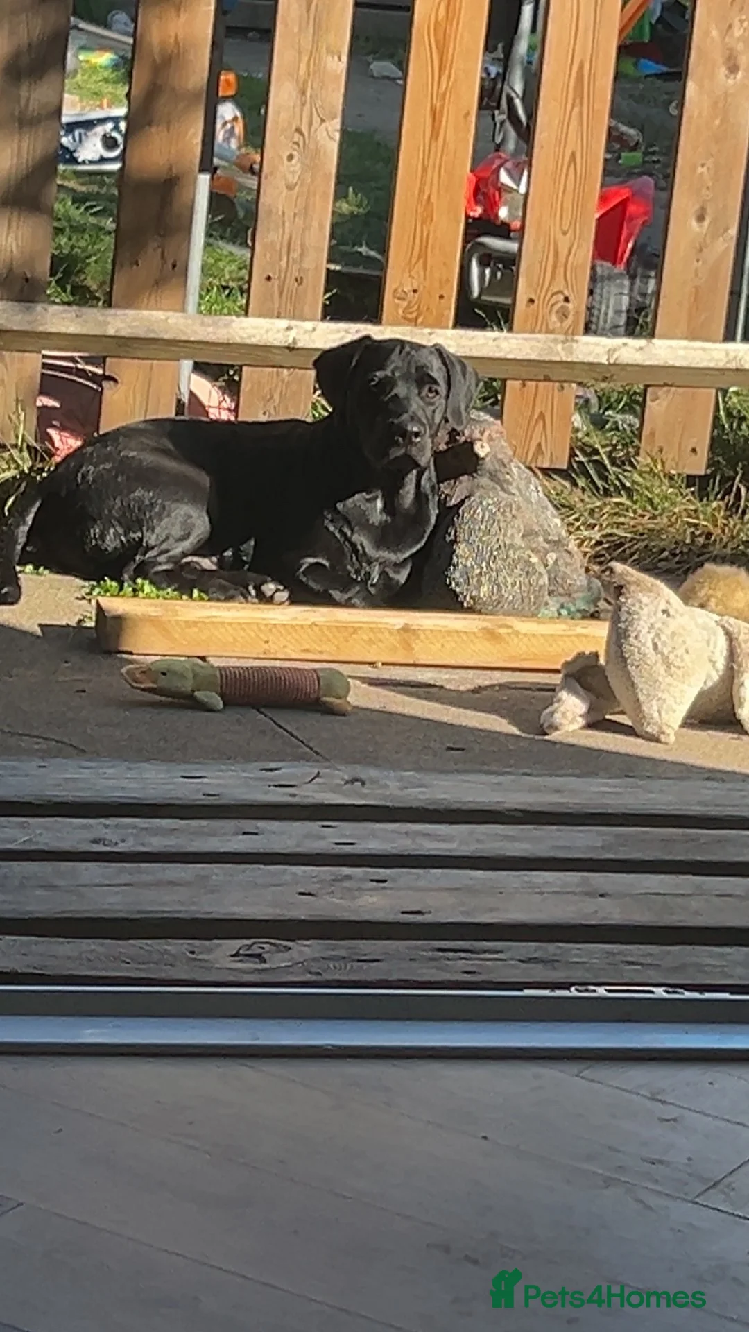 Mixed Breed dogs for sale: 6 month old puppy sale  in Harwich - Advert 2