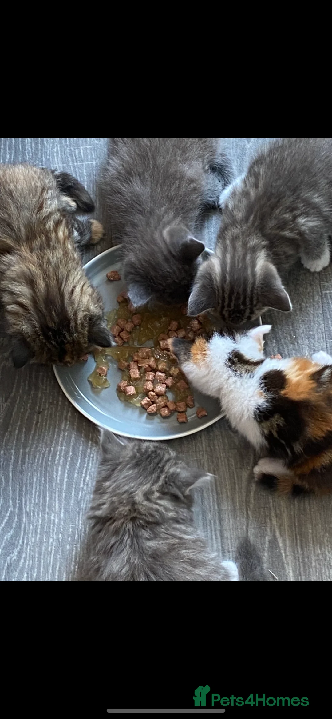 Mixed Breed cats for sale: 5 absolutely stunning kittens  - Advert 2