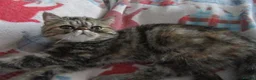 Exotic cats for sale:  Beautiful Exotic female kittens Ready now - Advert 21
