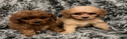 Cavapoo dogs for sale: EXCEPTIONAL EXTENSIVELY HEALTH TESTED BABIES - Advert 8