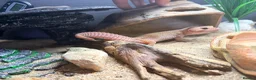 Gecko reptiles for sale: Potato the gecko and vivarium - Advert 6