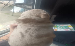 American Bully dogs for sale: American pocket bully ready to go - Image 2