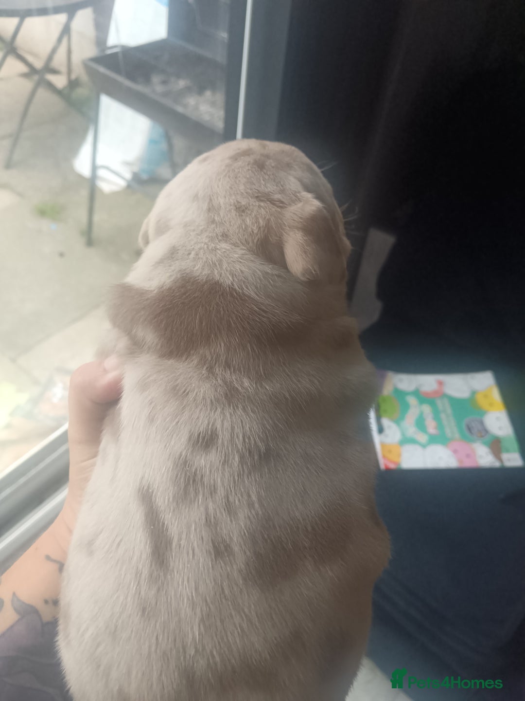 American Bully dogs for sale: American pocket bully ready to go - Image 2