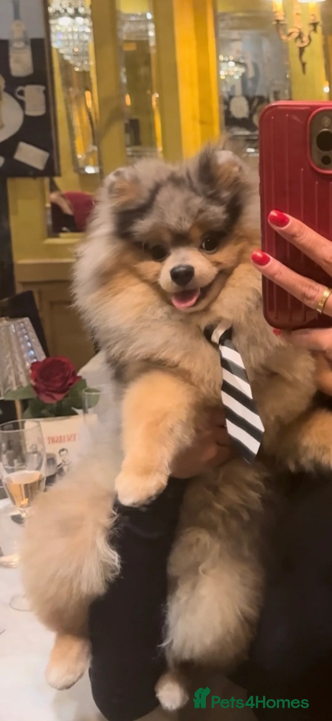 Pomeranian dogs for stud: Rare Blue & Tan Merle Pomeranian Stud – London  - Advert 1