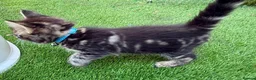 Bengal cats for sale: Bengal X Maine Coon Kittens  in Lyme Regis - Advert 16