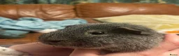 Guinea Pig rodents for sale: Friendly female and male guineapig  in Bournemouth - Advert 6