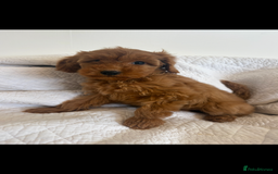 Labradoodle dogs for sale: LICENSED BREEDER extra mini tested labradoodles - Image 8