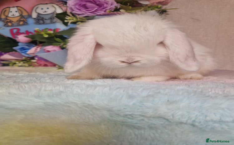 Mini Lop rabbits - Advert 16