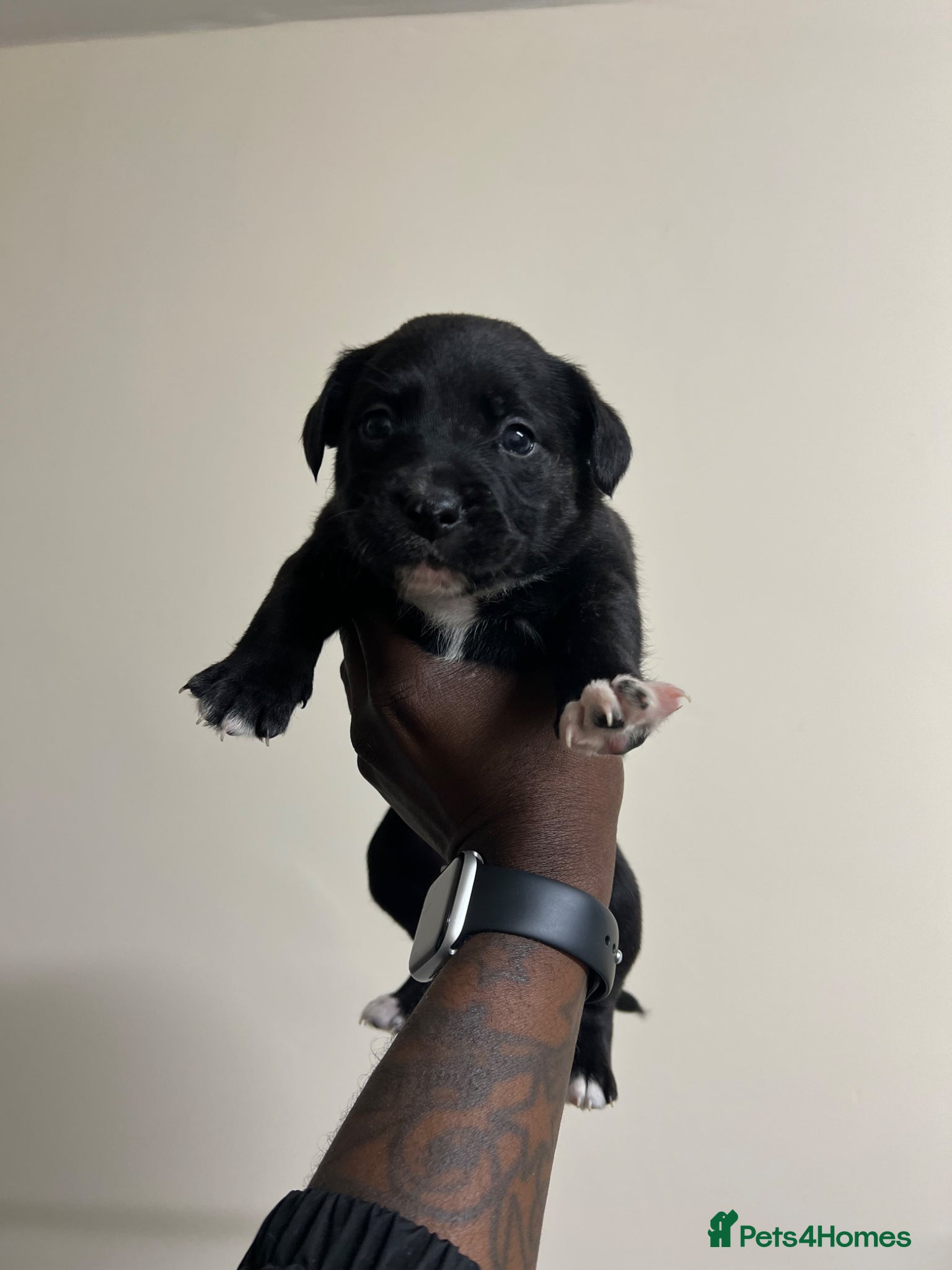Staffy Puppy 6