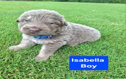 German Shepherd dogs for sale: K.C German Shepherd puppies - Image 7