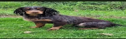 Cocker Spaniel dogs for sale: Working Cocker Spaniel-Ready Now in Pickering - Advert 7