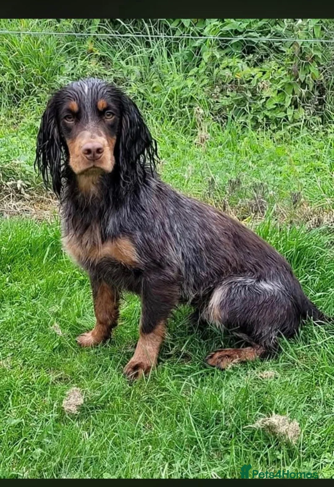 Cocker Spaniel dogs for sale: Working Cocker Spaniel-Ready Now in Pickering - Advert 7