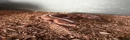 Gecko reptiles for sale: African Fat Tail Gecko  - Advert 2