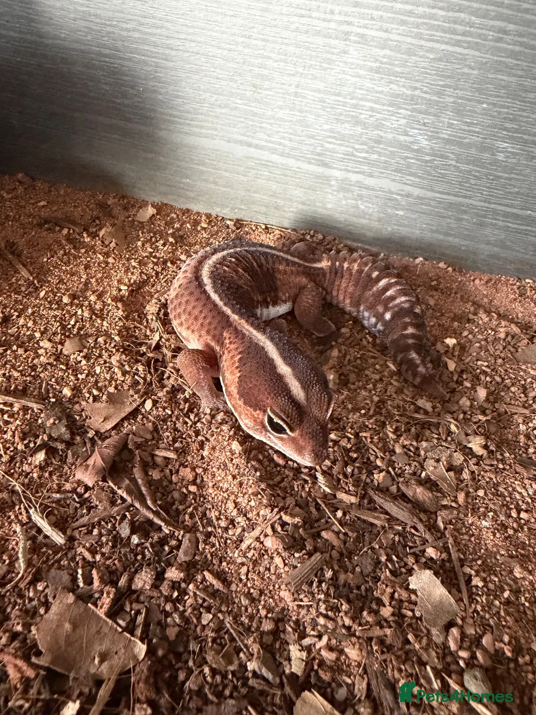 Gecko reptiles for sale: African Fat Tail Gecko  - Advert 2