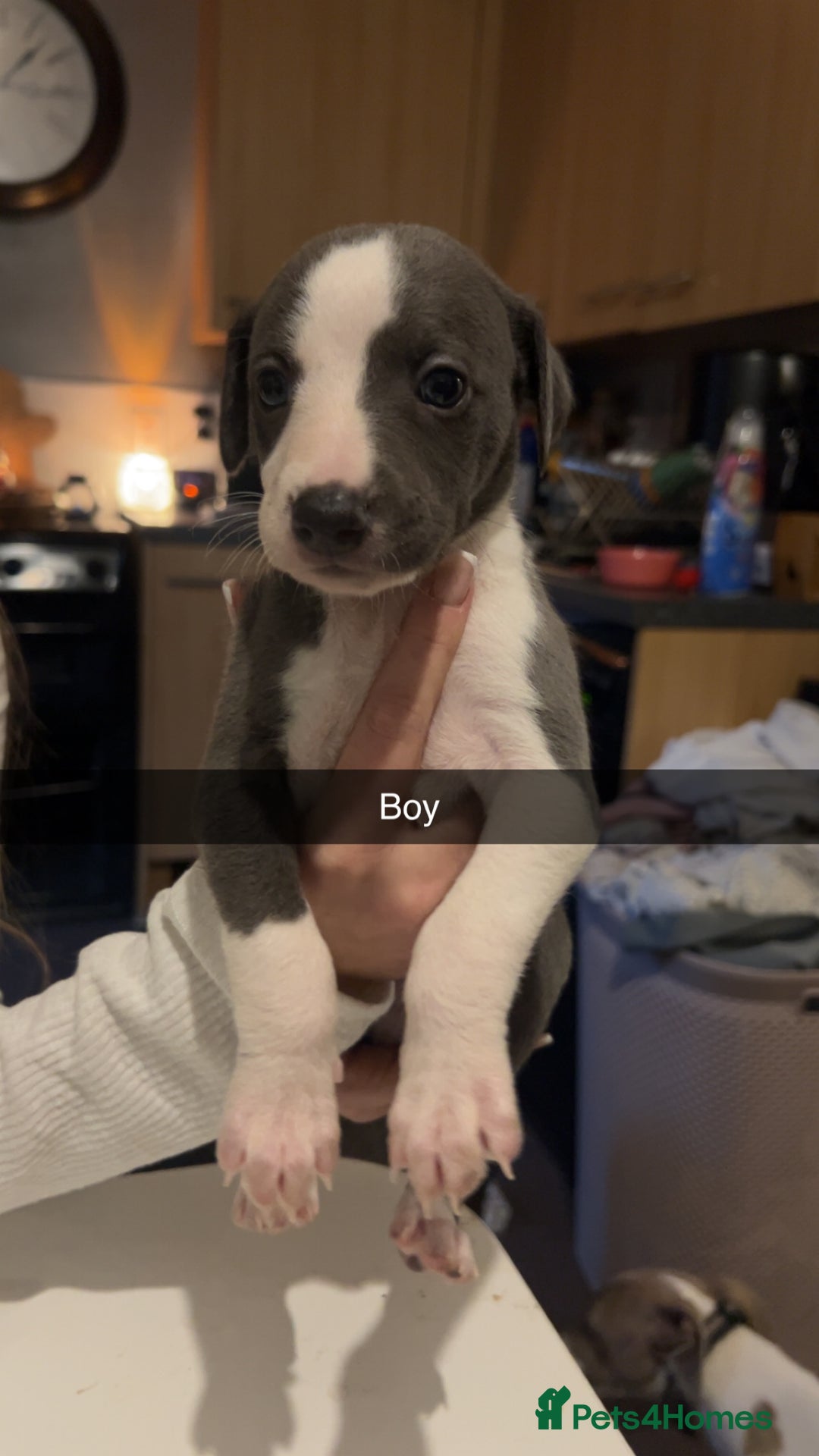 Whippet dogs for sale: Four beautiful whippet puppies - Advert 5