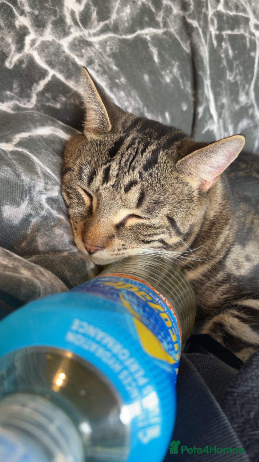 Domestic Shorthair cats for sale: Simba! - Advert 2