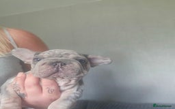 French Bulldog dogs for sale:  Beautiful french bulldog puppies for sale - Image 24