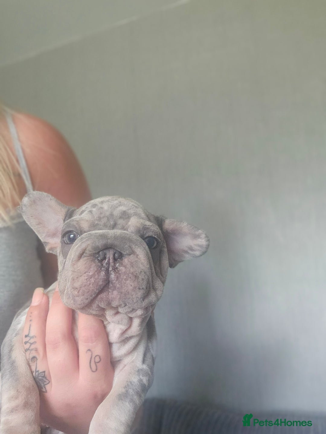 French Bulldog dogs for sale:  Beautiful french bulldog puppies for sale - Image 24