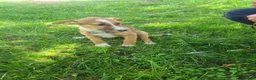 Mixed Breed dogs for adoption: Lucy - 4 month old mix - Advert 2