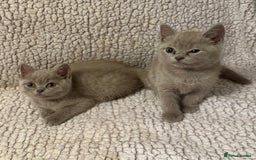 British Shorthair cats for sale: Ready to go- BSH LILAC & Blue - Image 6