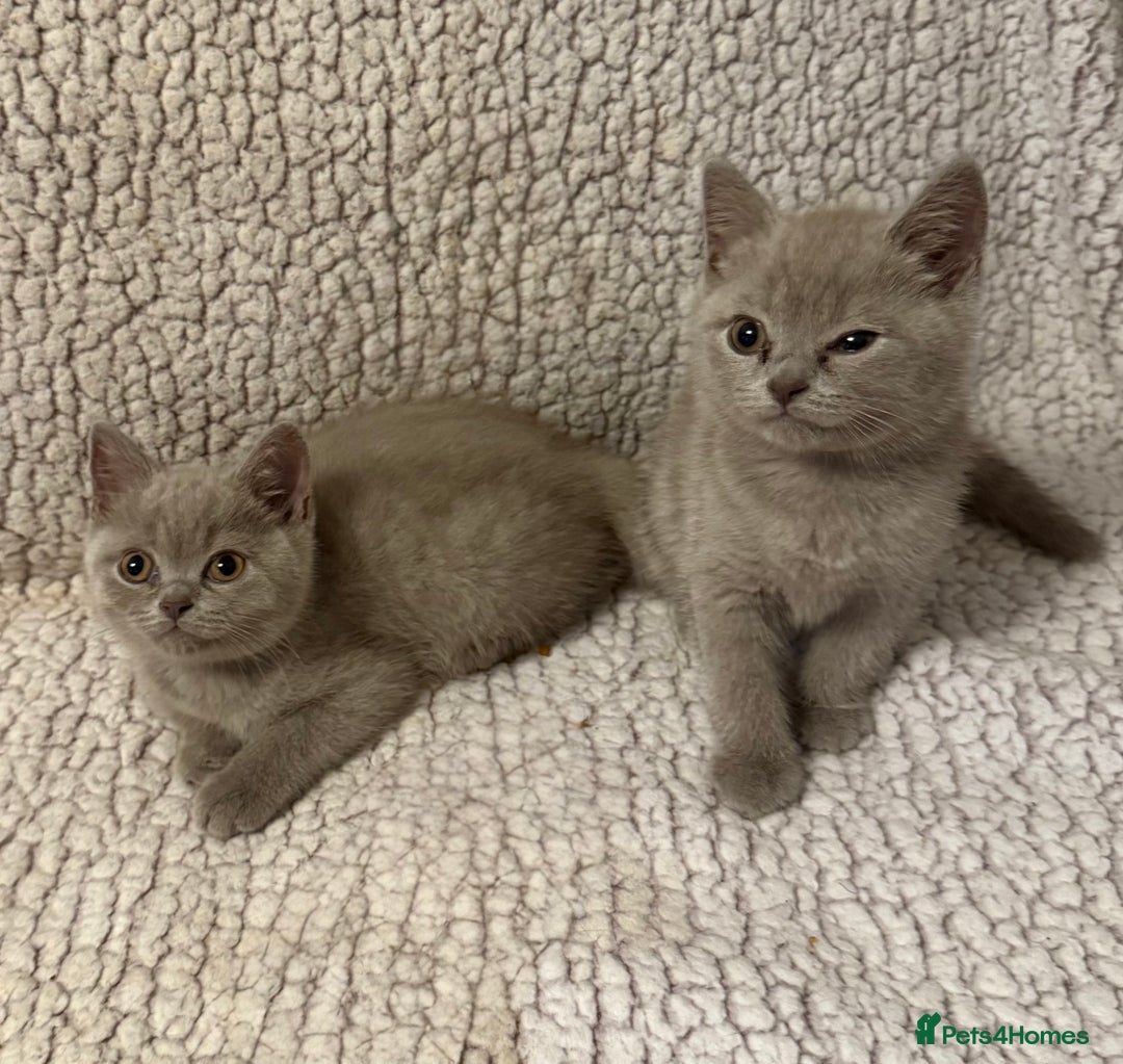 British Shorthair cats for sale: Ready to go- BSH LILAC & Blue - Image 6