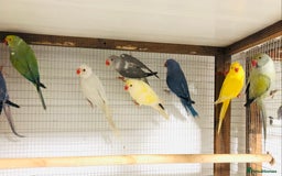 Ringnecks birds for sale: Beautiful coloured ringneck parrots for sale. - Image 11