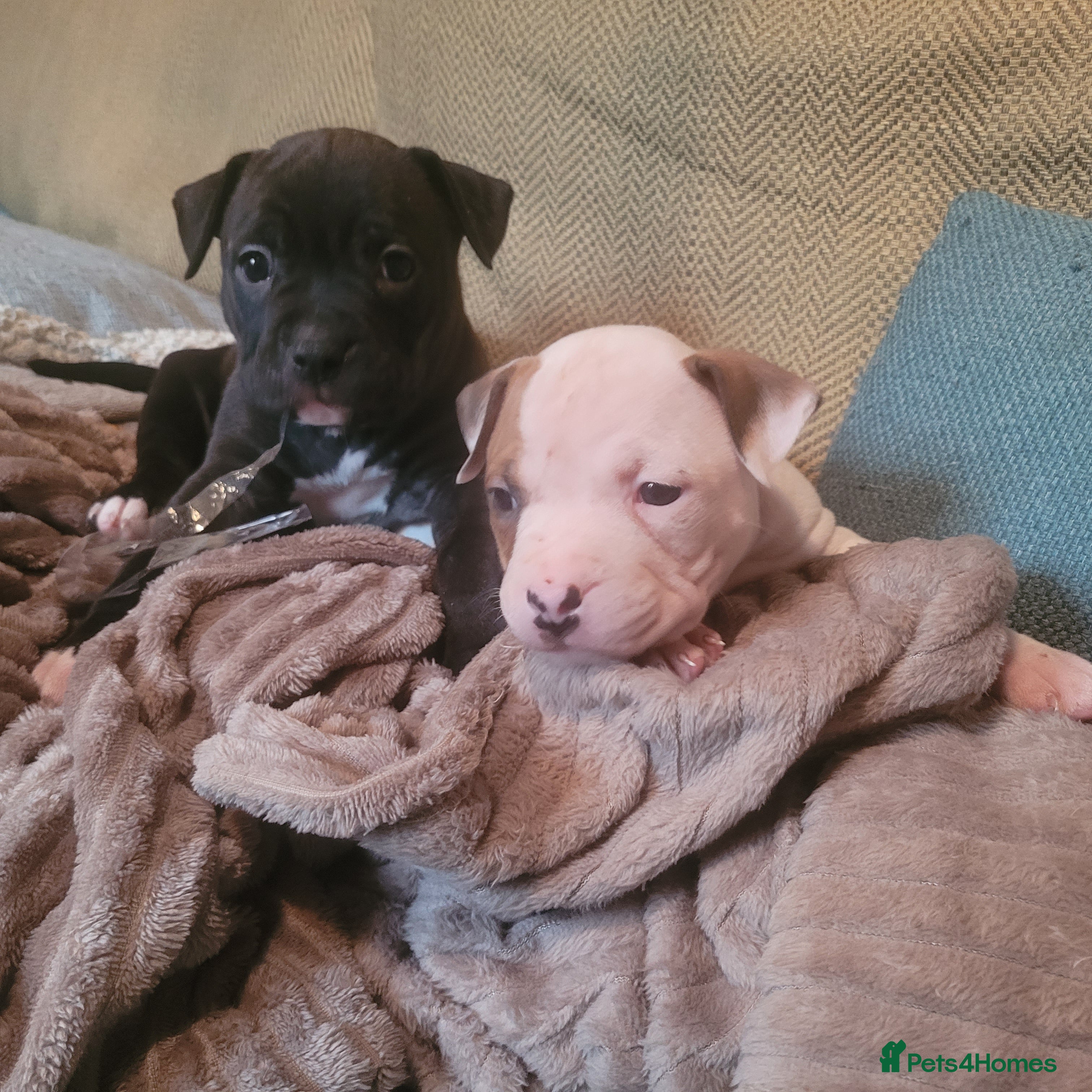 Mixed Breed dogs  American Bulldog cross Mastiff puppies - Advert 2