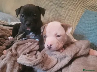 Mixed Breed dogs American Bulldog cross Mastiff puppies - Advert 2