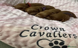 Cavapoo dogs for sale: F1 RED CAVAPOOS LICENSED KC HEALTH TESTED PARENTS  - Image 3