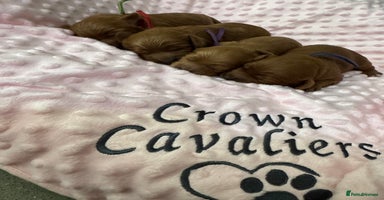 Cavapoo dogs - Advert 3
